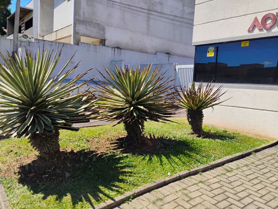 Terreno - Venda - Capela Velha - Arauc�ria - PR